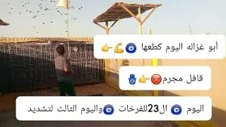 (اللهم صل 🧿 على محمد وال 🧿 محمد)اليوم بدون منخرعها طارت وحدها الفرخات شاهد وستمتع مع العملاق🧿