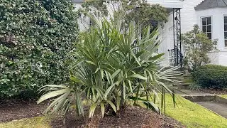 Needle palms can take many different forms