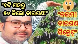 କଲମୀ ବାଇଗଣ ଚାଷ ପ୍ରଣାଳୀ | Grafted Brinjal Farming Full Details in Odia​ଗୋଟିଏ ଗଛରେ କୁଇଣ୍ଟାଲ ରୁ 💪 ବାଇଗଣ