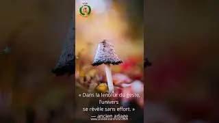 La Lenteur du Geste #bretagne #touraine #qigong #qigongmaster #masterclass #formation #citation