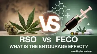RSO vs FECO which is better for cancer?
