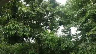 BisingPH