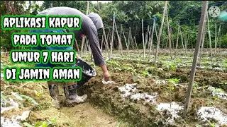 pemberian kapur dolomit / kapur pertanian pada tanaman tomat umur 7 hari setelah tanam