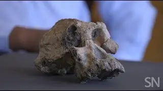 Fossil skull raises the profile of an ancient hominid | Science News