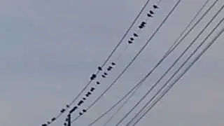 A  plague of vermin∥world watching tv