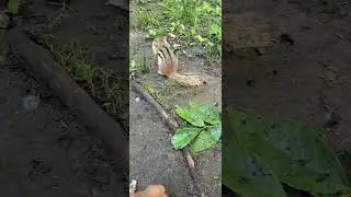 Chipmunk facts: The Smallest Squirrels#eastern chipmunk#chipmunk (animal)#chipmunk facts and info