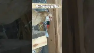 Vigilantly Cautious of Predators