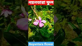 নয়নতারা ফুল ।। NAYANTARA FLOWER #shortvideo #viral #shorts #nayantara