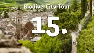 [🇩🇪 15/17] DER THERMOPHILE WALD, EINE INSEL DES WARMEN KLIMAS IN DEN ALPEN - BiodiverCity Tour