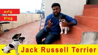 Small Dog | hunting dog l Jack Russell Terrier | Tamil Vlog | Raj Thilak | YPP | Chennai