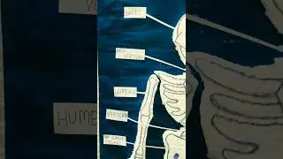 human skeleton | science project | easy project idea | #science #project #skeleton #diy #howtomake