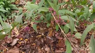 Plant Spotlight: Beautyberry. A gorgeous  perennial that brings life to the late summer/fall garden.