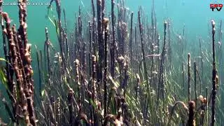 Snorkeling along the danish coast in Flensburg Fjord - COLD BLOOD DIVERS