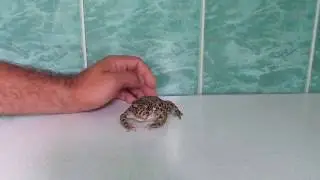 Зелёная жаба (лат. Bufo viridis)