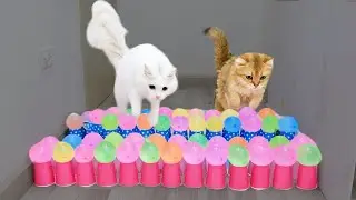 Cats vs Balloons and Cups Challenge 😅