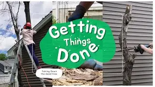Getting Things Done || Taking Down the Dead tree ||