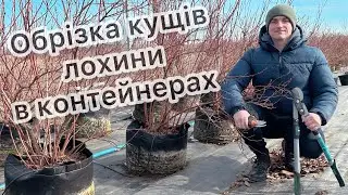 Обрізка лохини у контейнерах. Живці лохини 22.02.25