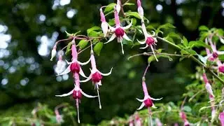 Fuchsia on a blurred background of the sky on the island of Mainau in Germani. | Stock Footage -
