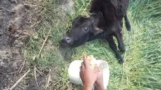 Psuo ko bchao