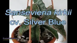 Sansevieria kirkii cv. Silver Blue - Tradução integral em português