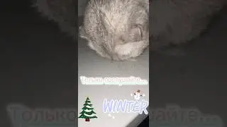 АСМР/ASMR - милая кошечка кушает снег. Зима #shorts #asmr #winter