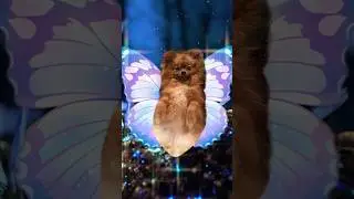 Butterfly puppy flapping its wings #cutedog #pomeranian #cutevideo #funkidsvideo #cute #catchytune