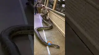 Biggest animals in the world pt-07😱🔥