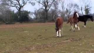 Shire yearling fillys playing