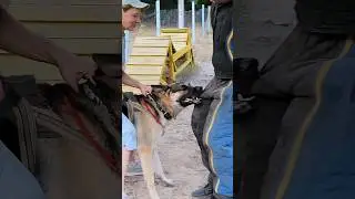 Oh! Oh!🤭 Attack of the East European Shepherd.  #GUARDODESSA Training of service dogs. Odessa.