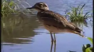 Water Dikkop