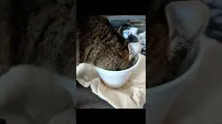 Cat Likes Soup?!?#AnimalsCaughtInTheAct #foodthief