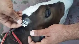 Disbudding in calf! Dehorning/Dehorning of calves! Using Potassium Hydroxide (KOH) tablets! Easy ...