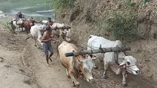 ( Bukan ) truck gandengan terpanjang || Cikar Jember