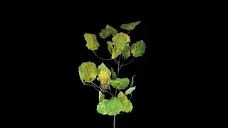 Aspen Tree Leaves Dying Stock Video