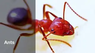 Termite and Pest Control Services Kansas City
