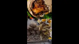 Grilled beggar's chicken wrapped in lotus leaves, a delicious food. live stream. #streetfood #food