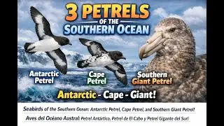 Petrel ID Fast: Antarctic vs Cape vs Giant