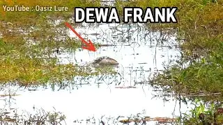 Di Frank Habis habisan | Casting Ikan Gabus Umpan Soft frog | Oasiz Lure | Snakehead Fishinh