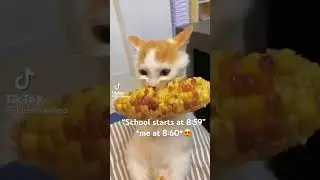 #roblox #foryou #funnyanimal #edit #funnycat #2023shorts #dog #zoomcalls