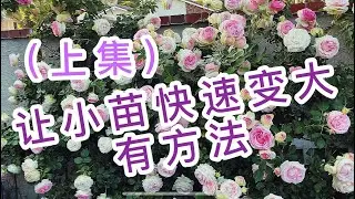 （园艺篇15）压苗助长 压苗促笋，月季玫瑰的小苗 弱苗 快速强壮的好方法