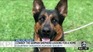 KPRC 2 PET PROJECT