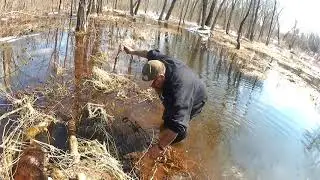 Trapping beaver in runs with conibears