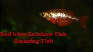 Red Irian Rainbow Fish: Amazing Fish