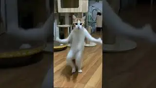 There is a kind of weird cuteness&nbsp;#animals&nbsp;#confusingbehavior&nbsp;#chipicat&nbsp;#cutecat&nbsp;#catdance online vi
