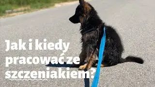 Jak przyjąć szczeniaka do domu - cz. 1