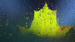 Leaves image effect background no sound of music HD video 📸 image video effect