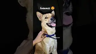 Cuteness Overload 😍 #dog #doglife #cute #shorts #comedyvideo #viral #subscribe