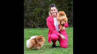 One Pom A Time Elevage de spitz nain/Pomeranian