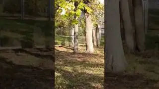 #nature#лес#squirrel 🐿️🐿️🐿️#park#trees#animals#squirrelfun