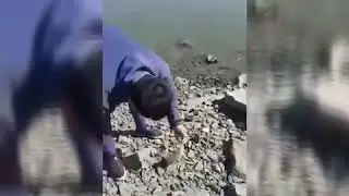 Baliq ovi